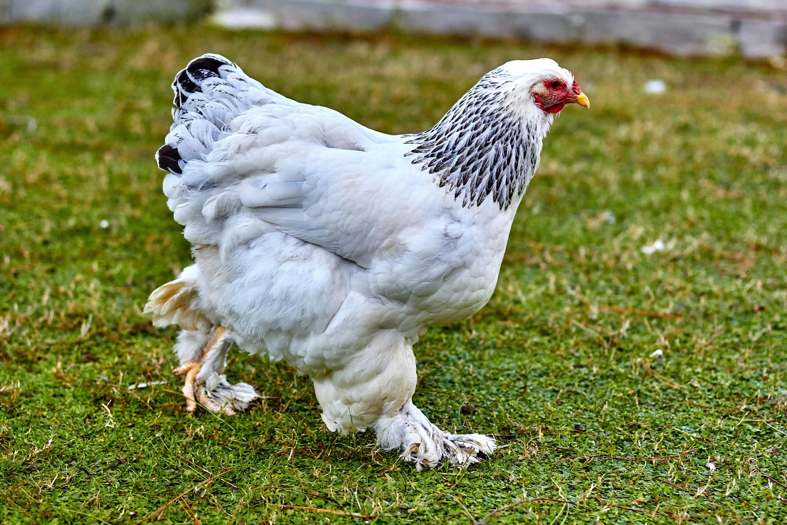মুরগীর ডিম উৎপাদন কমে যাওয়ার কারণ ও সমাধান