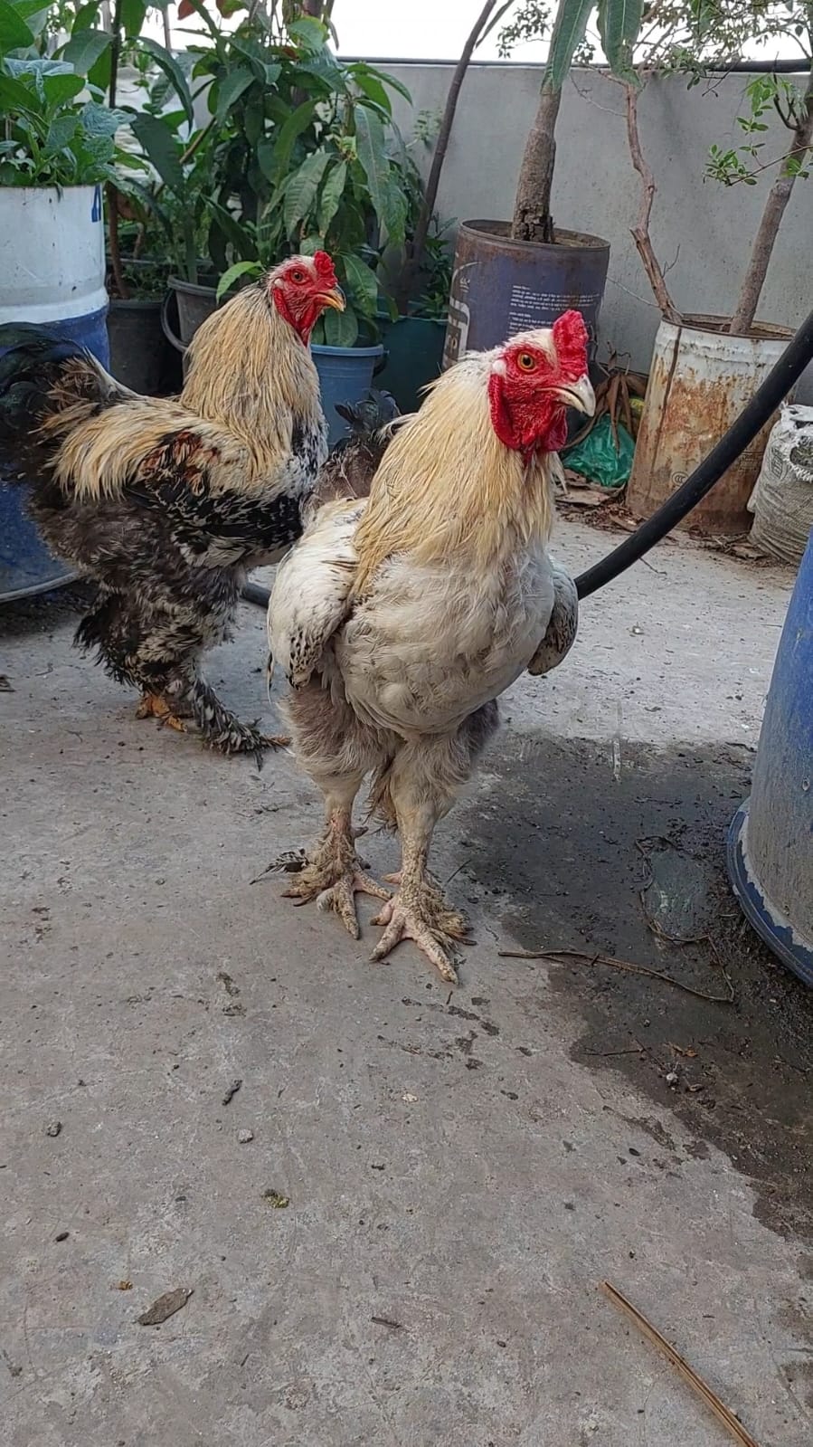 ফাউল কলেরা (Fowl Cholera): মুরগীর জন্য ভয়ংকর রোগ